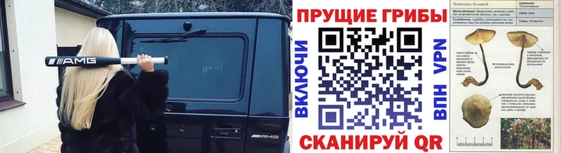 Псилоцибиновые грибы MAGIC MUSHROOMS  купить наркотики сайты  Кузнецк 